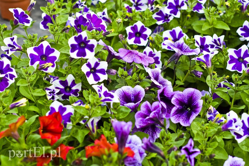 Ozdabiają, pachną i... odstraszają komary zdjęcie nr 200672