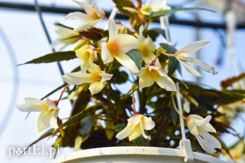 Ozdabiają, pachną i... odstraszają komary zdjęcie nr 200709