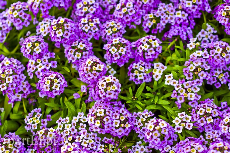 Ozdabiają, pachną i... odstraszają komary zdjęcie nr 200697