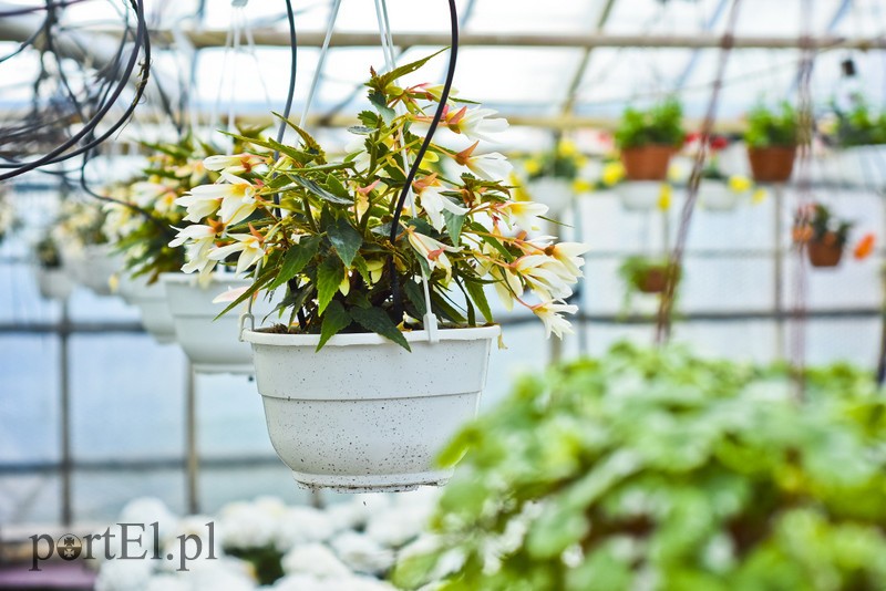 Ozdabiają, pachną i... odstraszają komary zdjęcie nr 200698