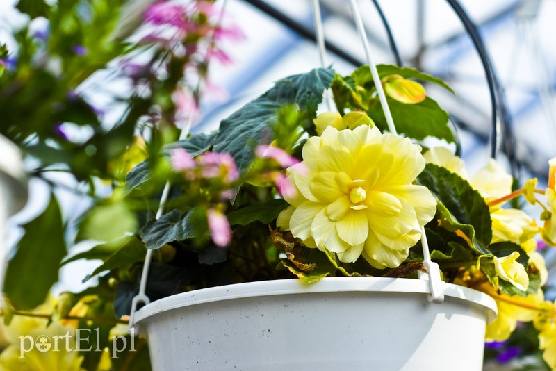 Ozdabiają, pachną i... odstraszają komary zdjęcie nr 200715