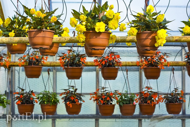 Ozdabiają, pachną i... odstraszają komary zdjęcie nr 200707