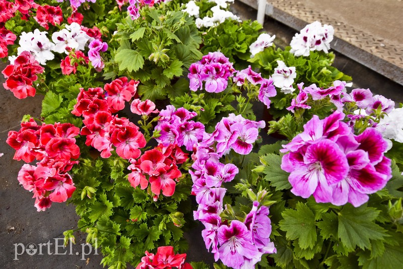 Elbląg Ozdabiają, pachną i... odstraszają komary