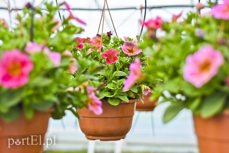 Ozdabiają, pachną i... odstraszają komary zdjęcie nr 200693