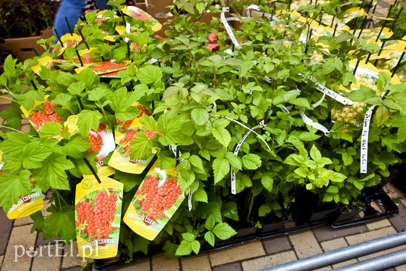 Zamieniali plastik na rośliny zdjęcie nr 201000