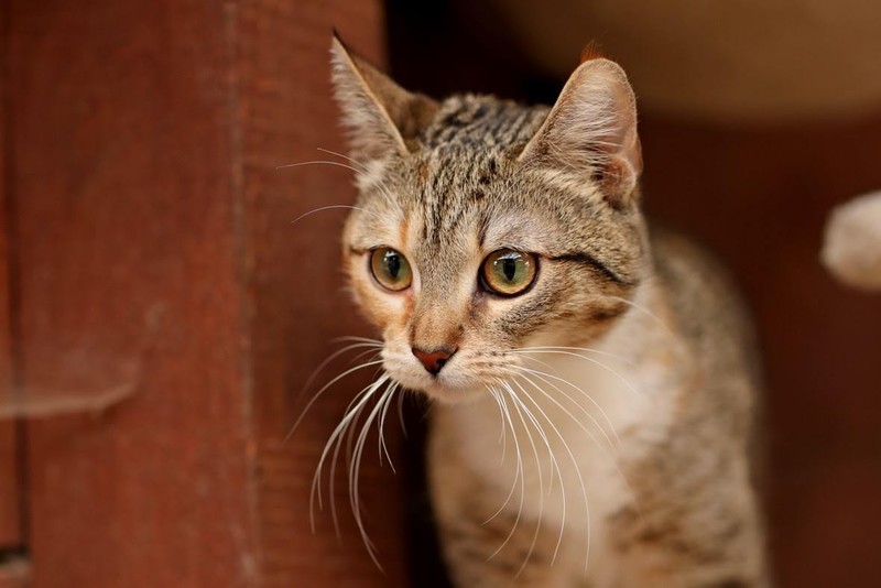 Galeria pod psem i kotem (Odc.53) zdjęcie nr 201122