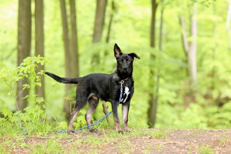 Galeria pod psem i kotem (Odc.53) zdjęcie nr 201126