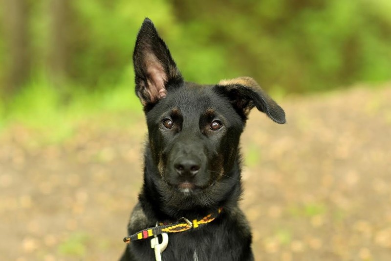 Galeria pod psem i kotem (Odc.53) zdjęcie nr 201127