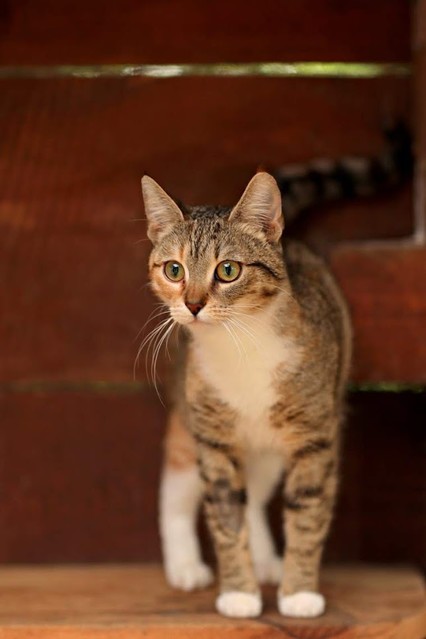 Galeria pod psem i kotem (Odc.53) zdjęcie nr 201123