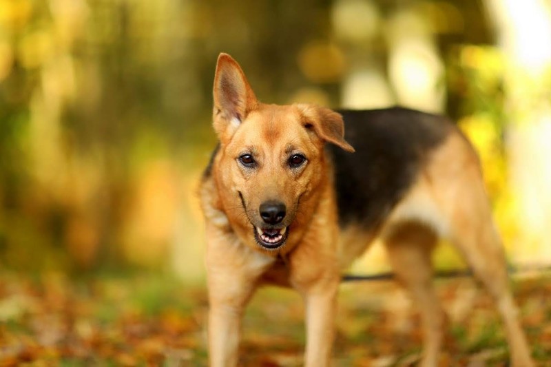 Galeria pod psem i kotem (Odc.55) zdjęcie nr 201527