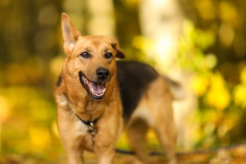 Galeria pod psem i kotem (Odc.55) zdjęcie nr 201524