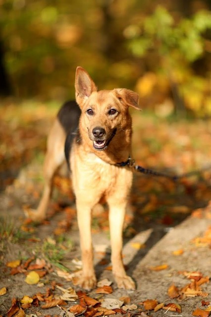 Galeria pod psem i kotem (Odc.55) zdjęcie nr 201525