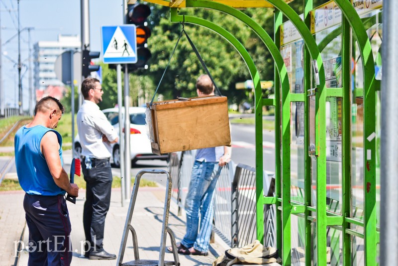 Pszczoły zaatakowały przystanek (aktualizacja) zdjęcie nr 202432