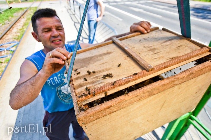Pszczoły zaatakowały przystanek (aktualizacja) zdjęcie nr 202429