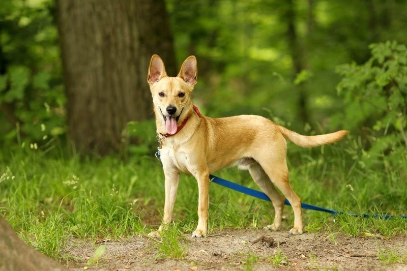 Galeria pod psem i kotem (Odc.60) zdjęcie nr 204632