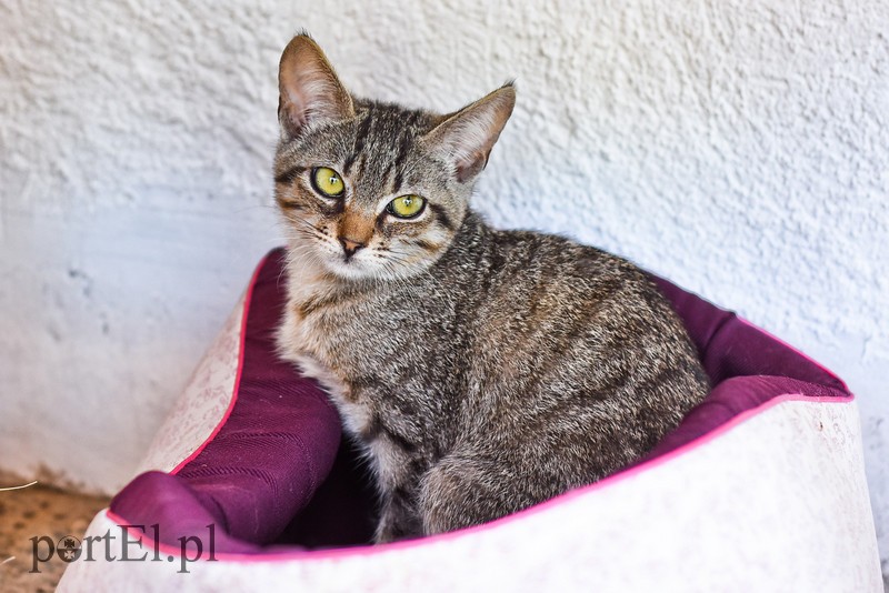 Galeria pod psem i kotem (Odc.67) zdjęcie nr 207882