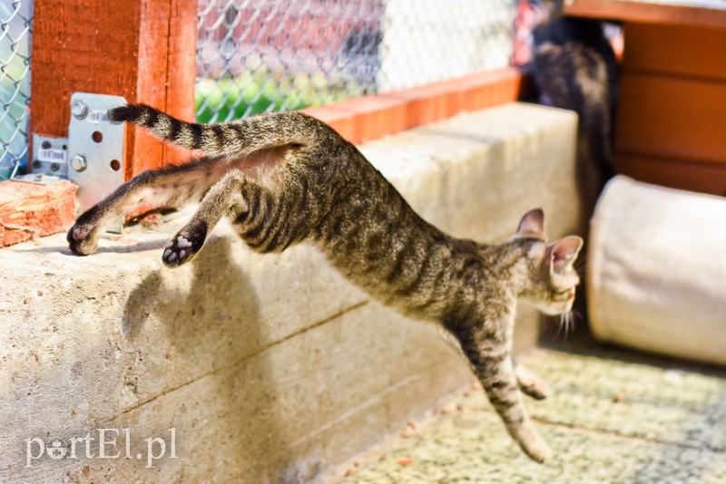 Galeria pod psem i kotem (Odc.67) zdjęcie nr 207875