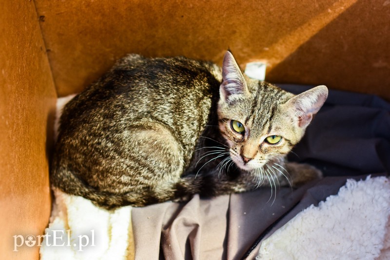 Galeria pod psem i kotem (Odc.67) zdjęcie nr 207886