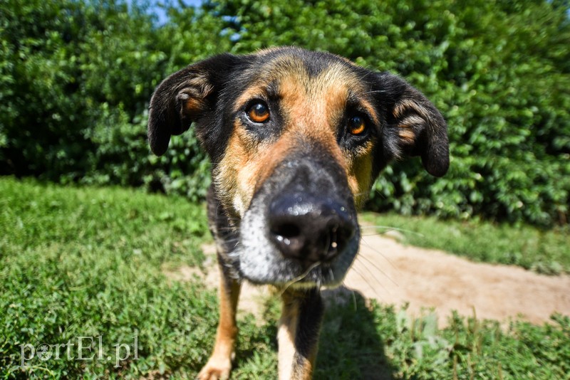 Galeria pod psem i kotem (Odc.67) zdjęcie nr 207887