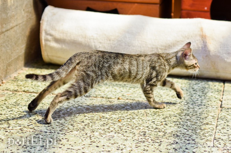 Galeria pod psem i kotem (Odc.67) zdjęcie nr 207876