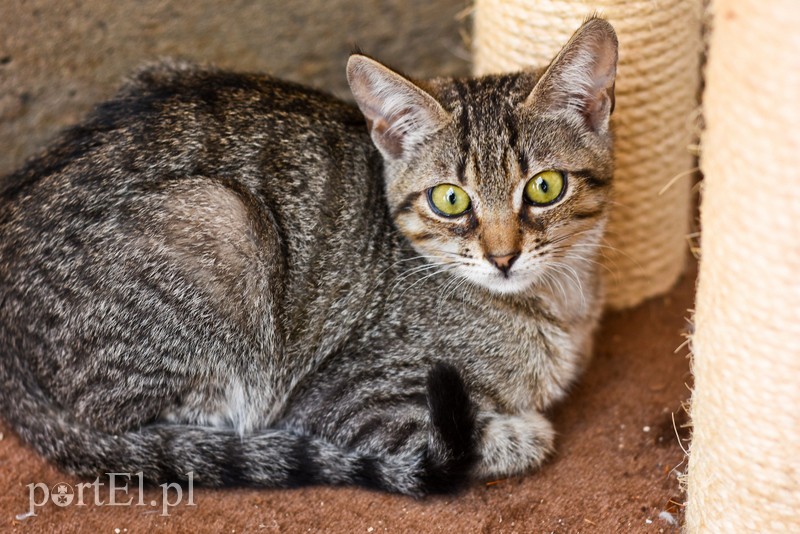 Galeria pod psem i kotem (Odc.67) zdjęcie nr 207872