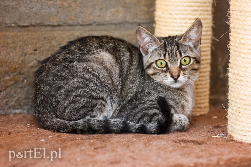 Galeria pod psem i kotem (Odc.67) zdjęcie nr 207871