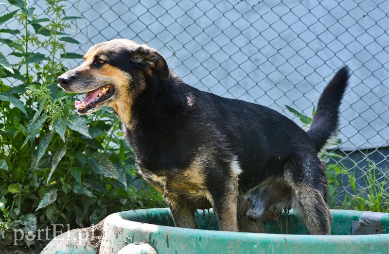Galeria pod psem i kotem (Odc.67) zdjęcie nr 207890