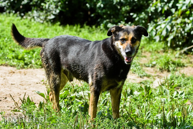 Galeria pod psem i kotem (Odc.67) zdjęcie nr 207891