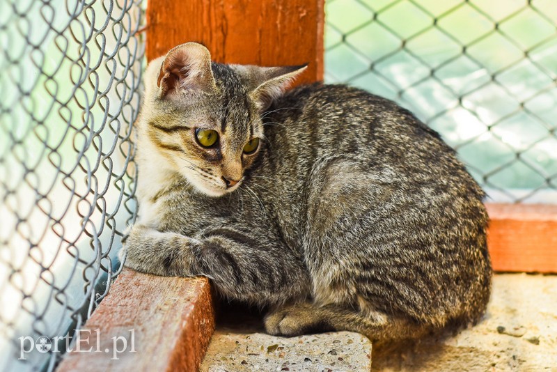 Galeria pod psem i kotem (Odc.67) zdjęcie nr 207874
