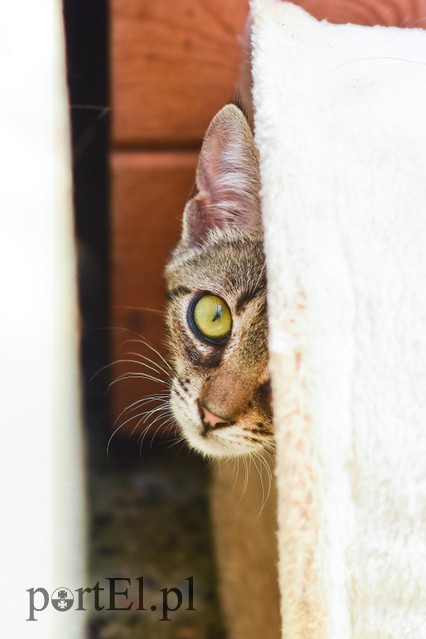 Galeria pod psem i kotem (Odc.67) zdjęcie nr 207877