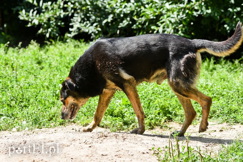 Galeria pod psem i kotem (Odc.67) zdjęcie nr 207893