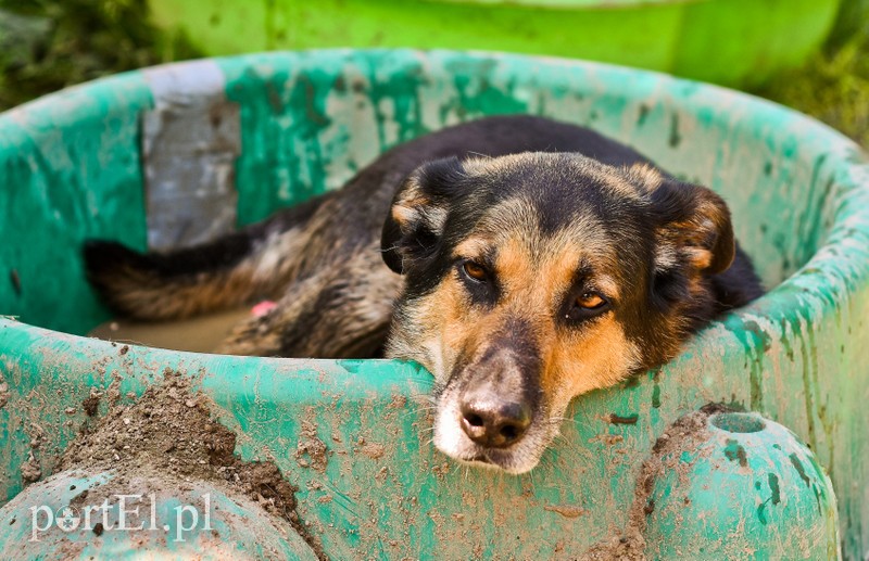 Galeria pod psem i kotem (Odc.67) zdjęcie nr 207895