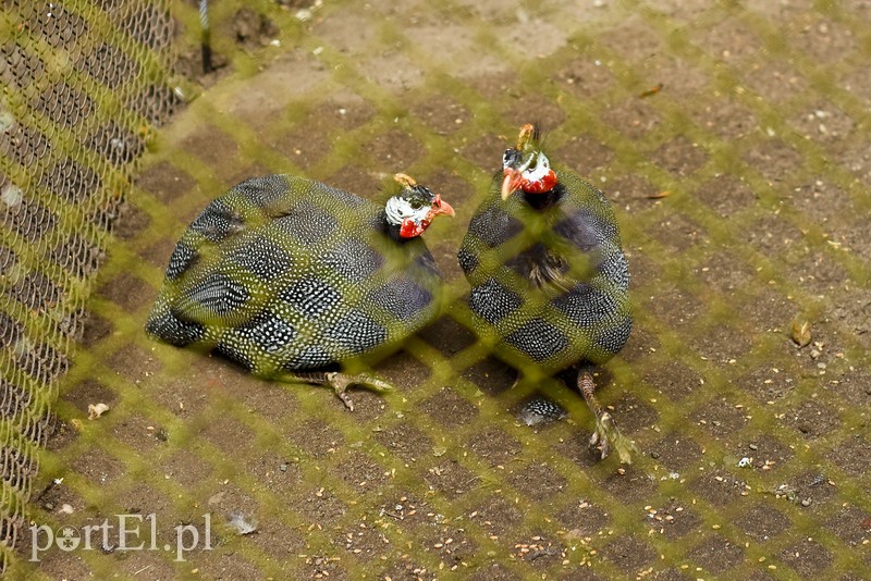 Kiedyś rządzili tu biskupi, dziś to miasto pełne zabytków zdjęcie nr 208077