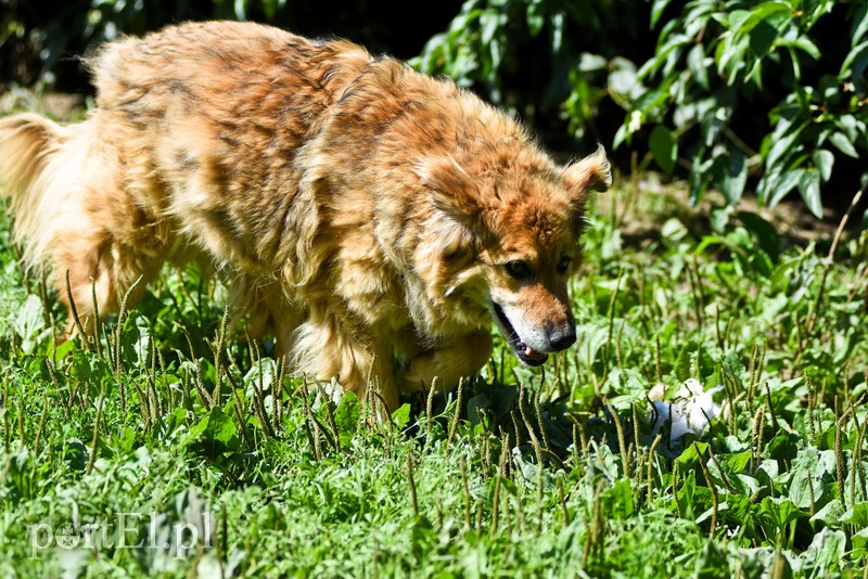 Galeria pod psem i kotem (Odc.68) zdjęcie nr 208358