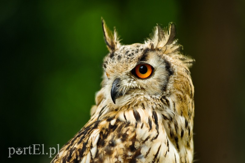 Jarmark pełen atrakcji zdjęcie nr 208442