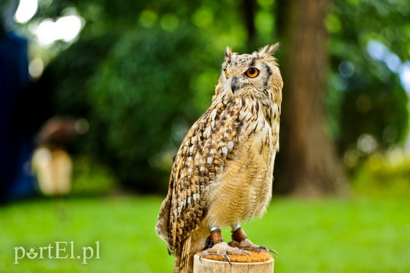 Jarmark pełen atrakcji zdjęcie nr 208441