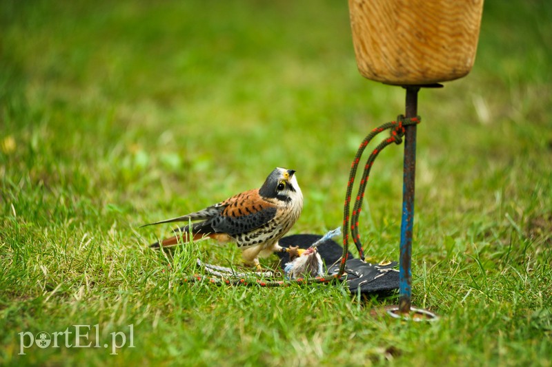 Jarmark pełen atrakcji zdjęcie nr 208443