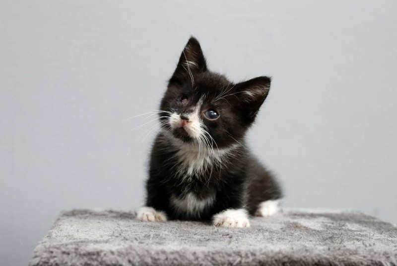 Galeria pod psem i kotem (Odc.70) zdjęcie nr 209078