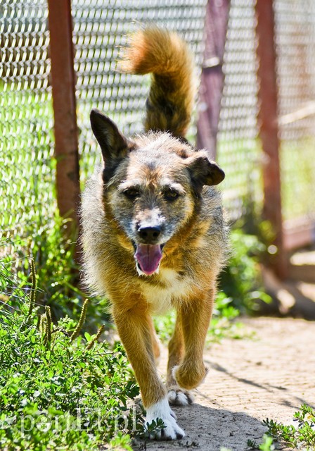 Galeria pod psem i kotem (Odc.70) zdjęcie nr 209066