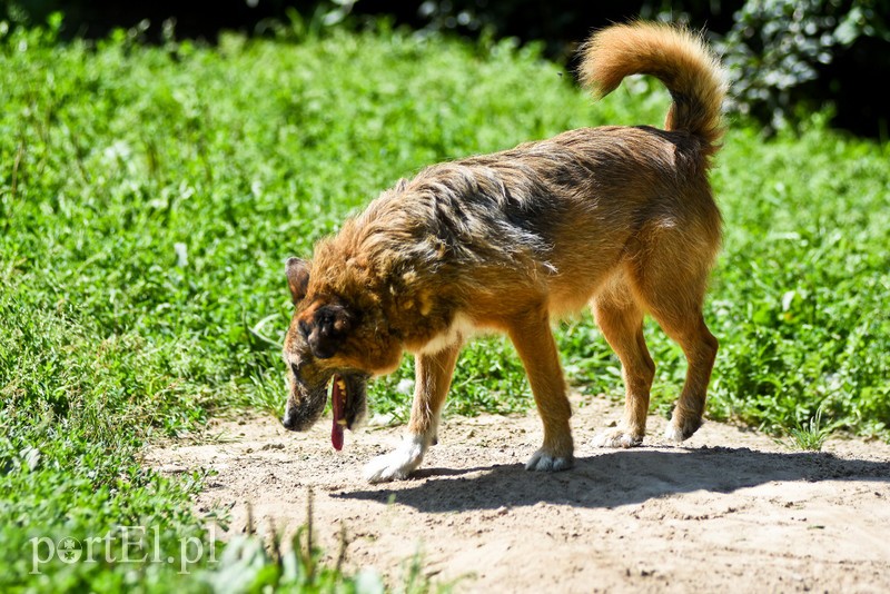 Galeria pod psem i kotem (Odc.70) zdjęcie nr 209062