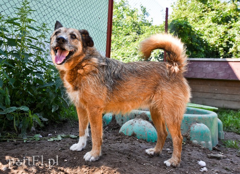 Galeria pod psem i kotem (Odc.70) zdjęcie nr 209069