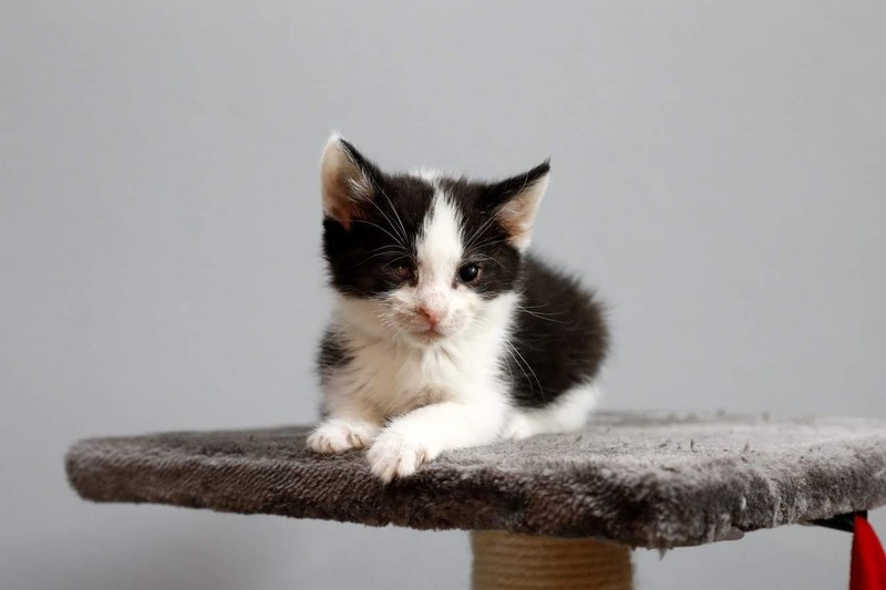 Galeria pod psem i kotem (Odc.70) zdjęcie nr 209074