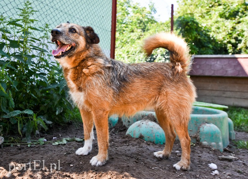 Galeria pod psem i kotem (Odc.70) zdjęcie nr 209070