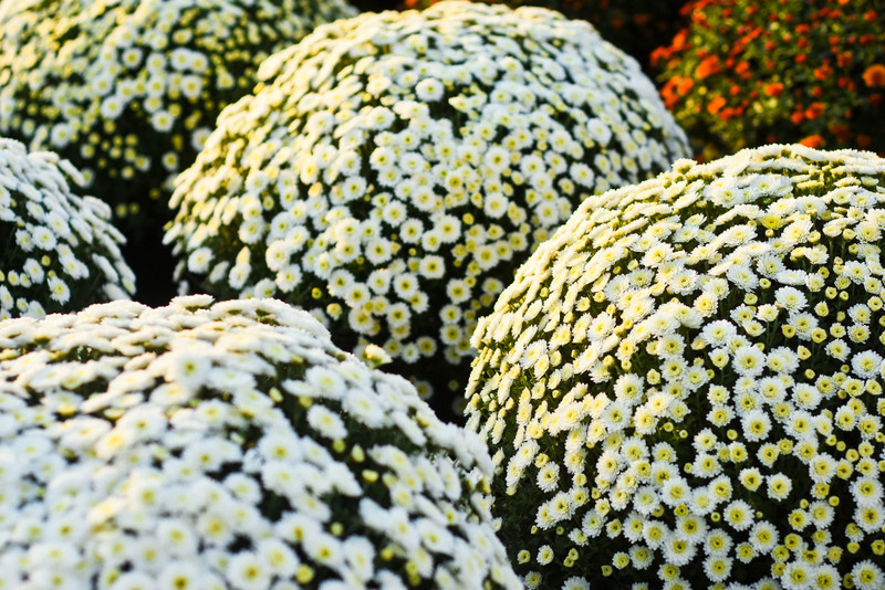 Piękne i odporne na zimno zdjęcie nr 213625