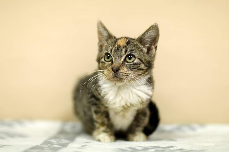 Galeria pod psem i kotem (odc.77) zdjęcie nr 213771