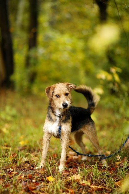 Galeria pod psem i kotem (odc.77) zdjęcie nr 213766