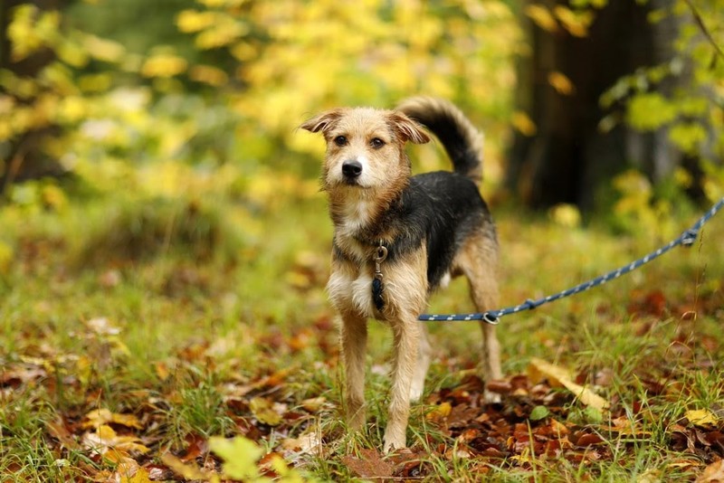 Galeria pod psem i kotem (odc.77) zdjęcie nr 213768