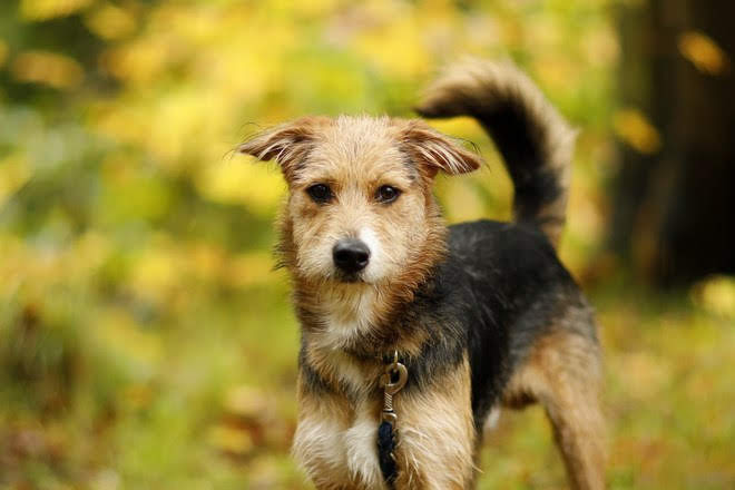 Galeria pod psem i kotem (odc.77) zdjęcie nr 213769