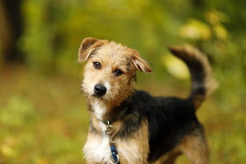 Galeria pod psem i kotem (odc.77) zdjęcie nr 213767