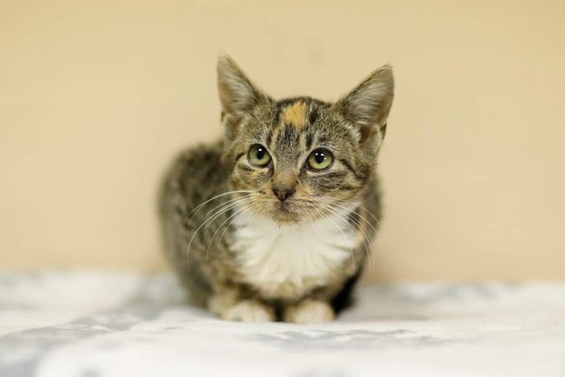 Galeria pod psem i kotem (odc.77) zdjęcie nr 213772